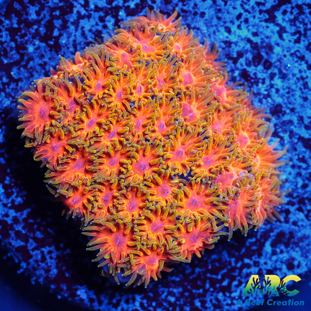 RRC Polkaroo Leptastrea