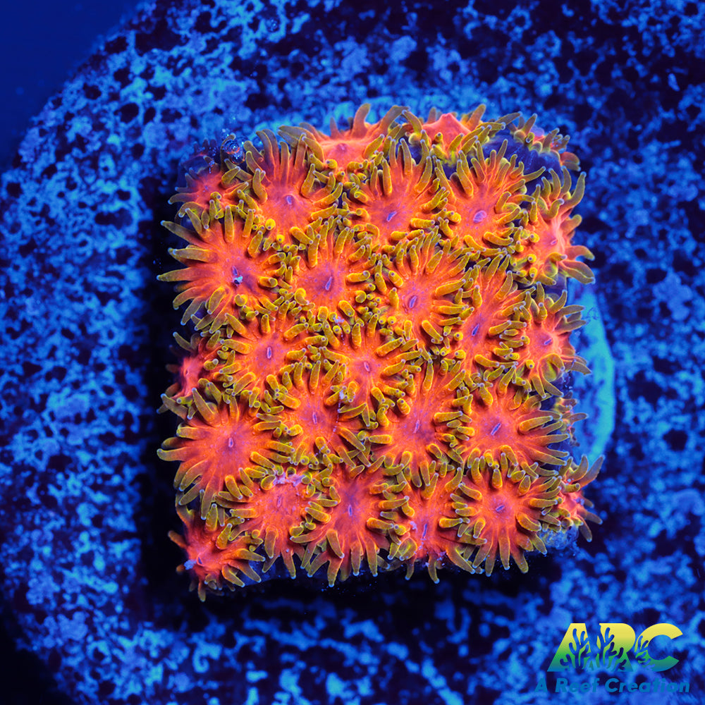 RRC Polkaroo Leptastrea