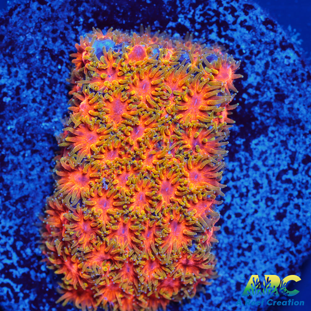 RRC Polkaroo Leptastrea