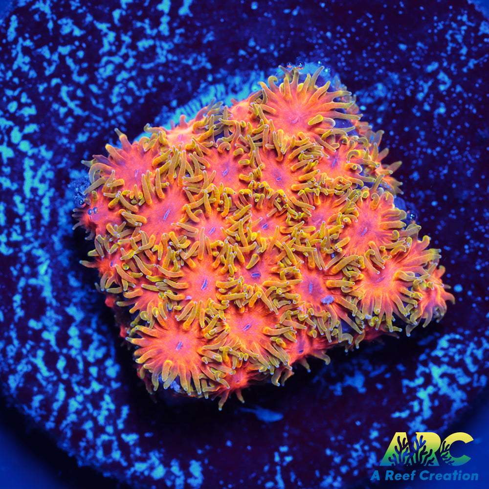 RRC Polkaroo Leptastrea