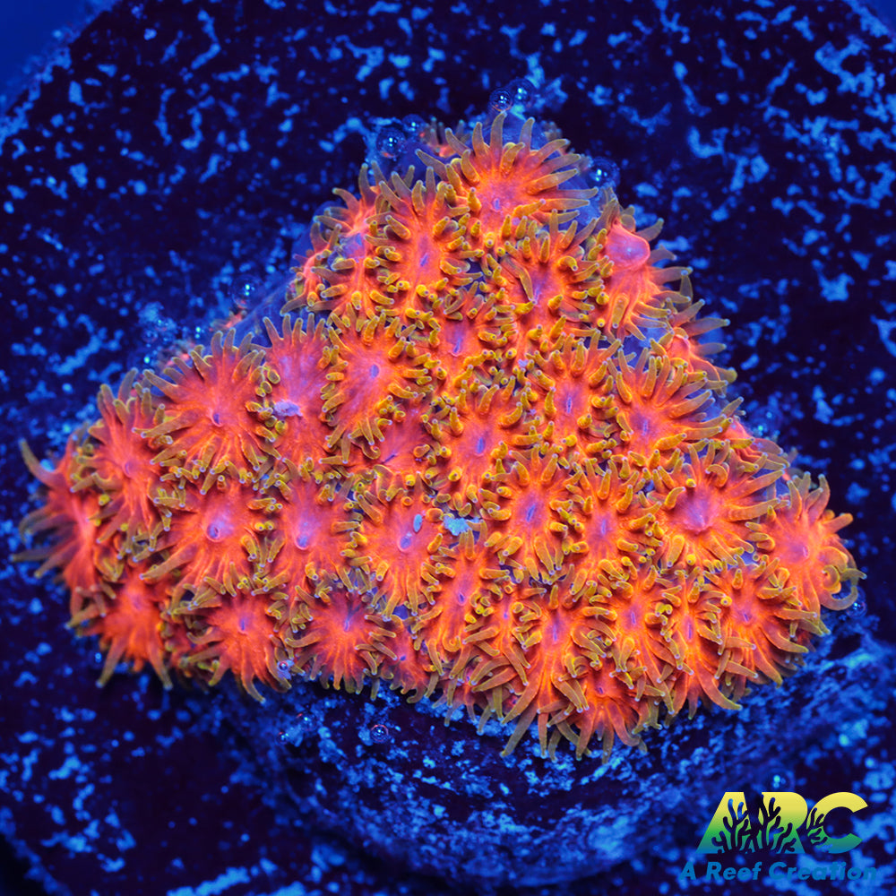 RRC Polkaroo Leptastrea