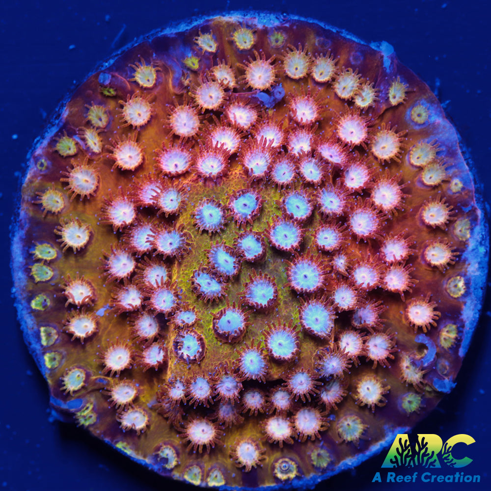 FF Yellow Cyphastrea