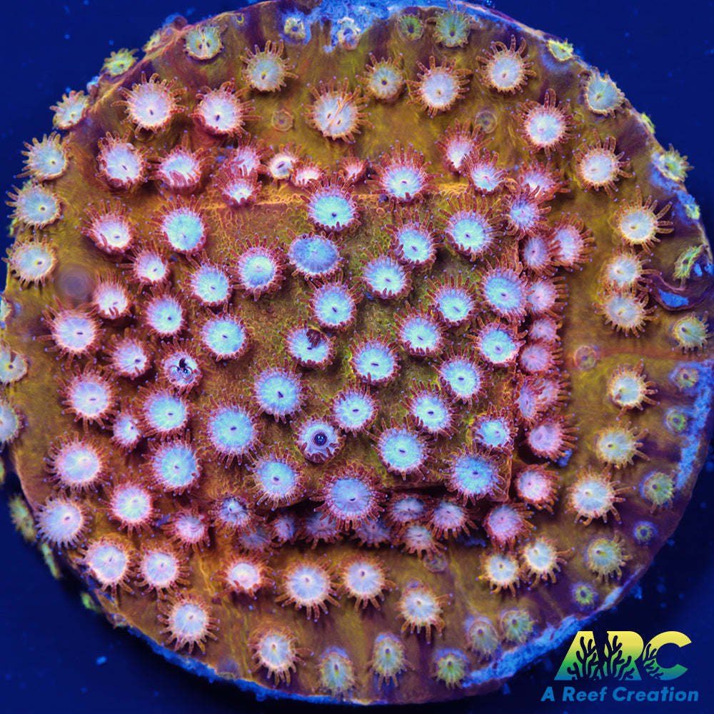 FF Yellow Cyphastrea