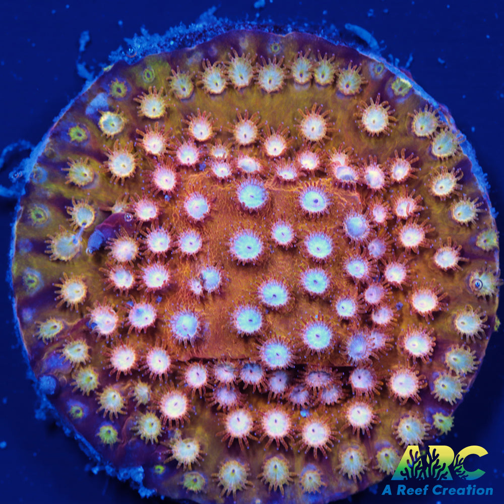 FF Yellow Cyphastrea