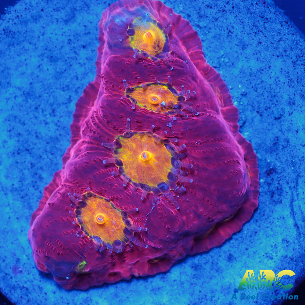 JF Toro Bravo Favites