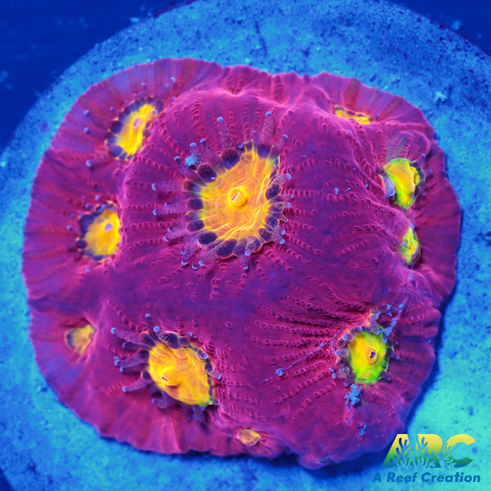 JF Toro Bravo Favites