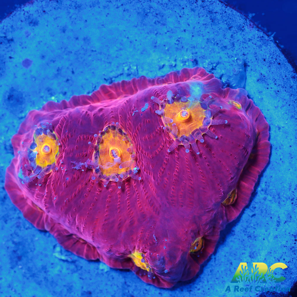 JF Toro Bravo Favites