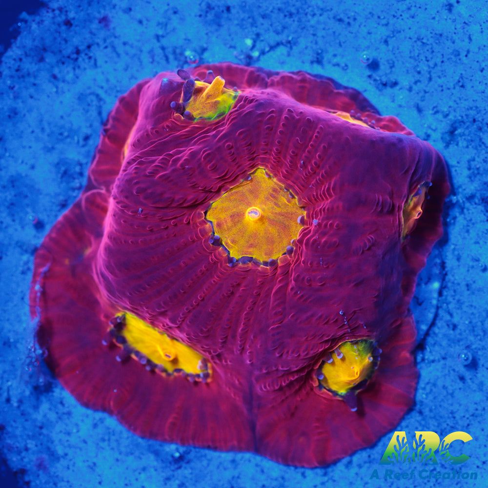 JF Toro Bravo Favites