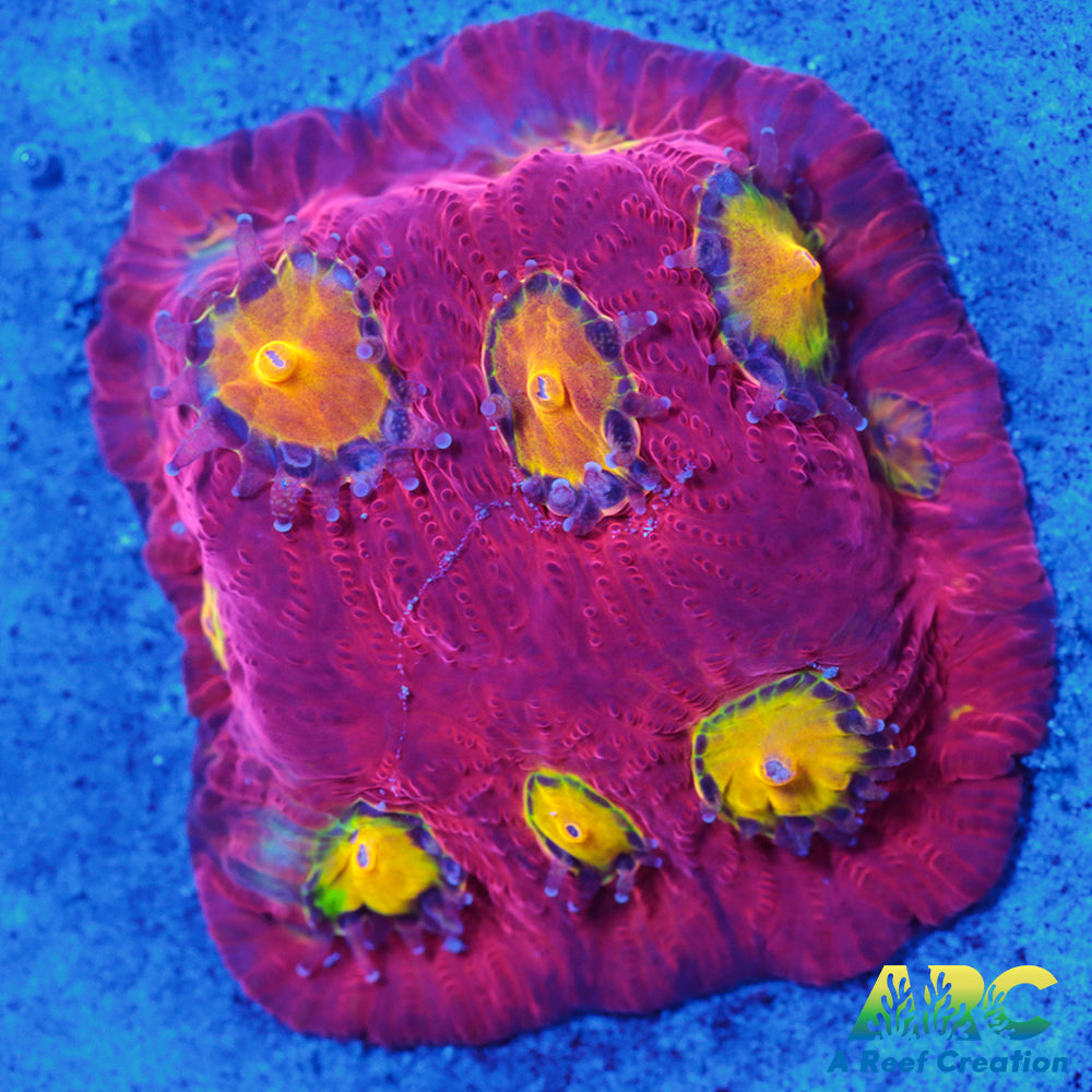 JF Toro Bravo Favites