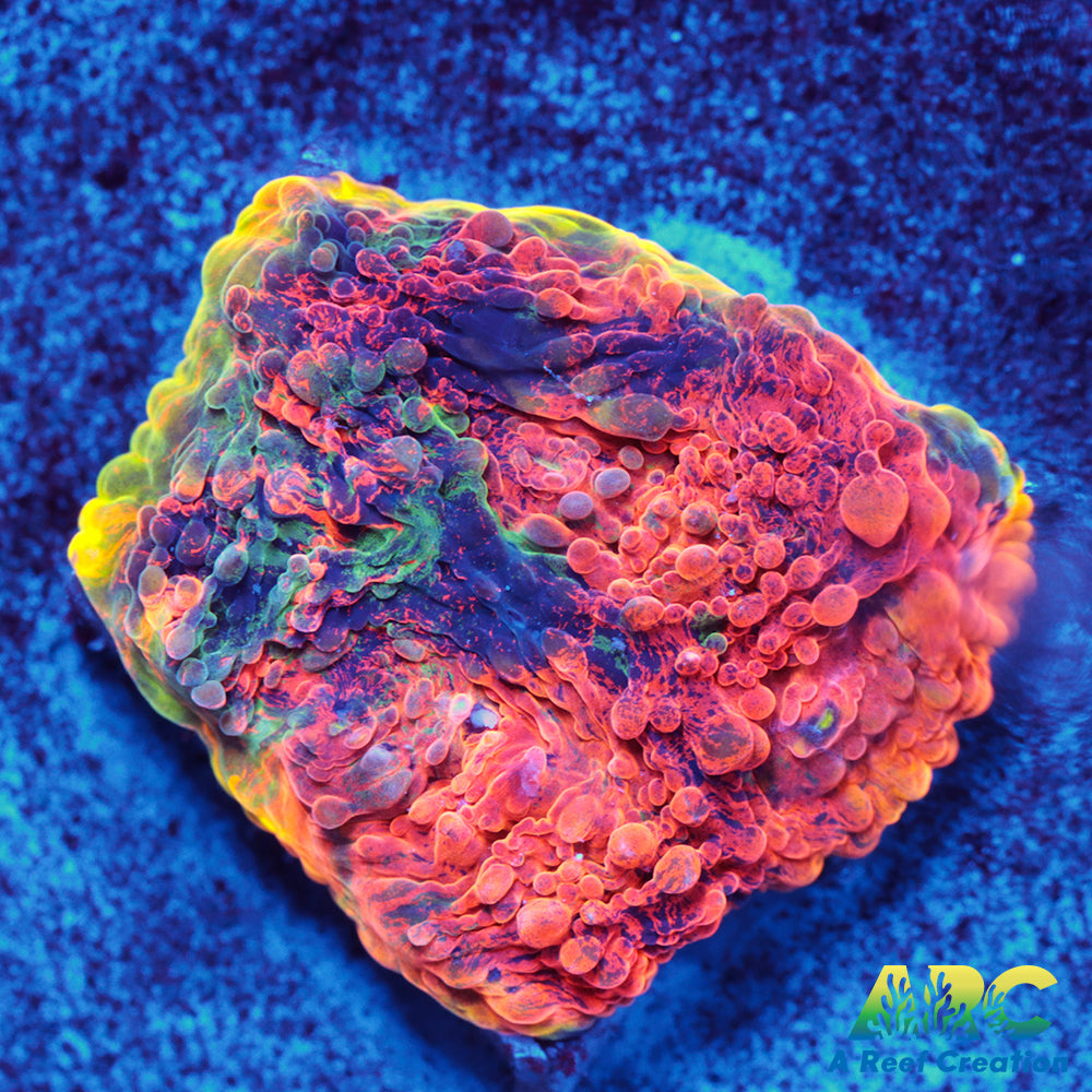 ARC Crazy Orange Echinata