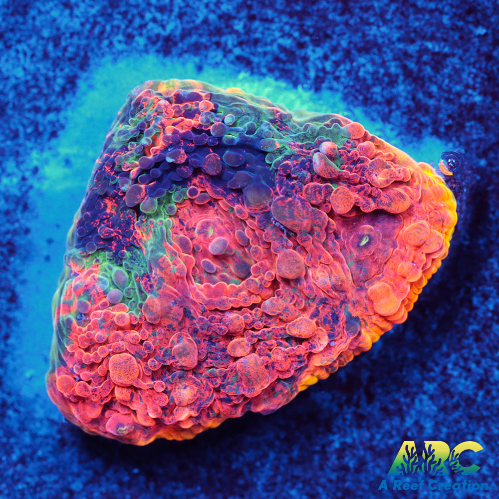 ARC Crazy Orange Echinata