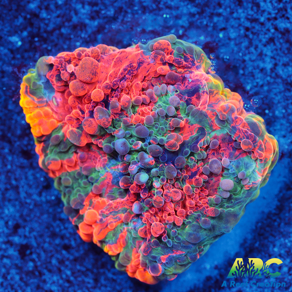 ARC Crazy Orange Echinata