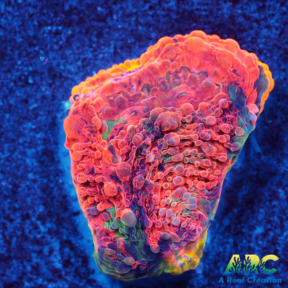 ARC Crazy Orange Echinata