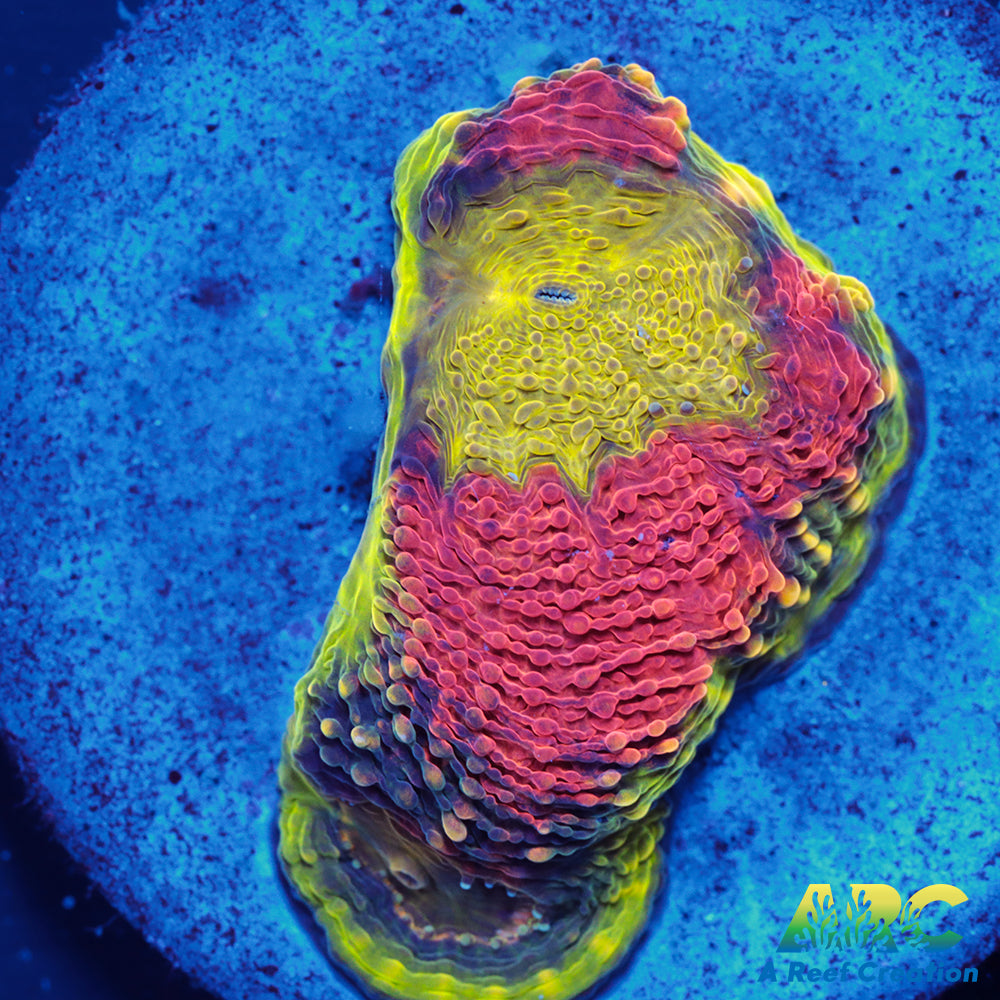 Orange Crush Echinata