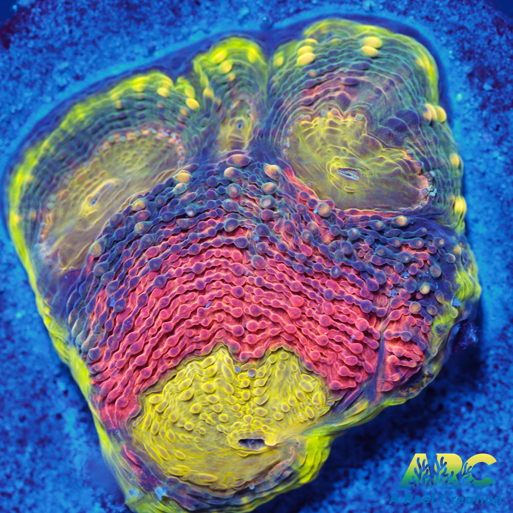 Orange Crush Echinata