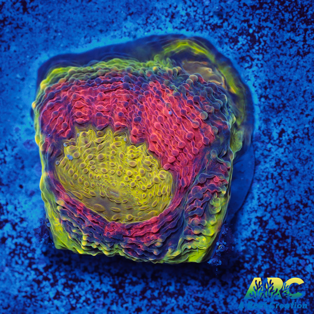 Orange Crush Echinata