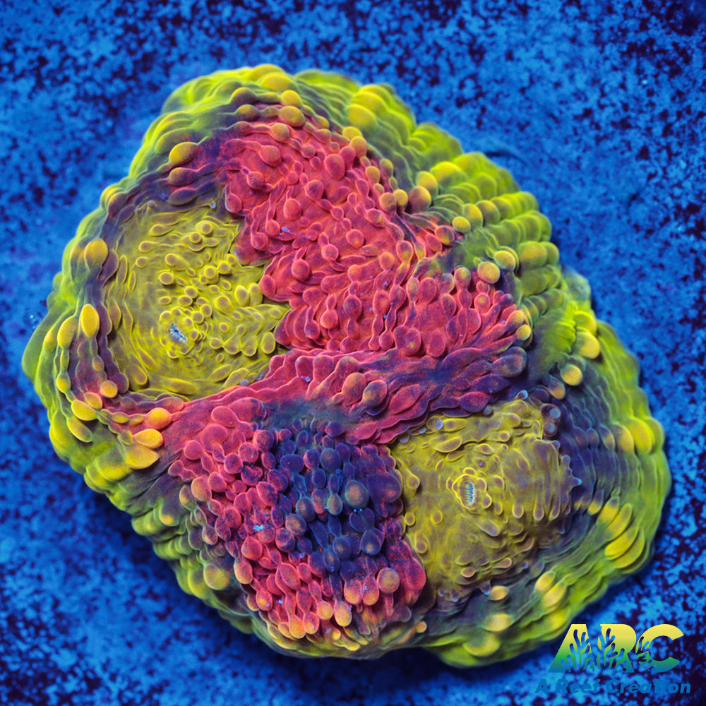 Orange Crush Echinata