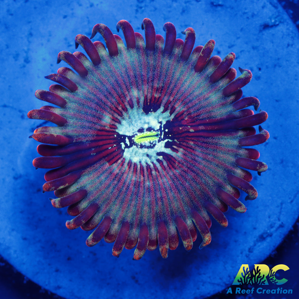 ARC Magical Magician Paly