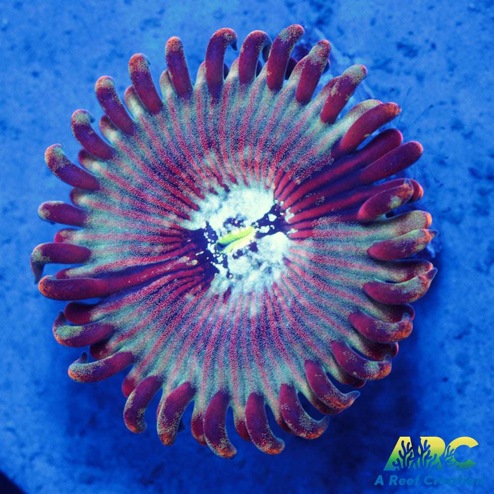 ARC Magical Magician Paly