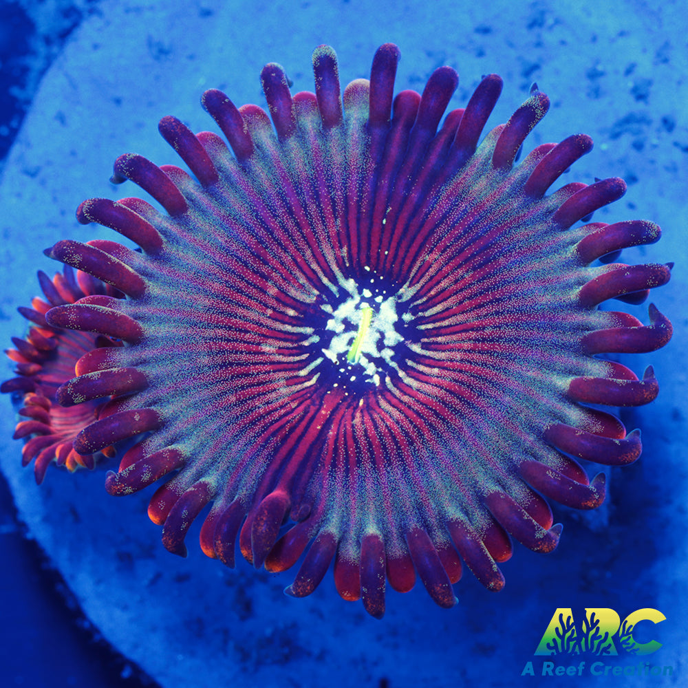 ARC Magical Magician Paly