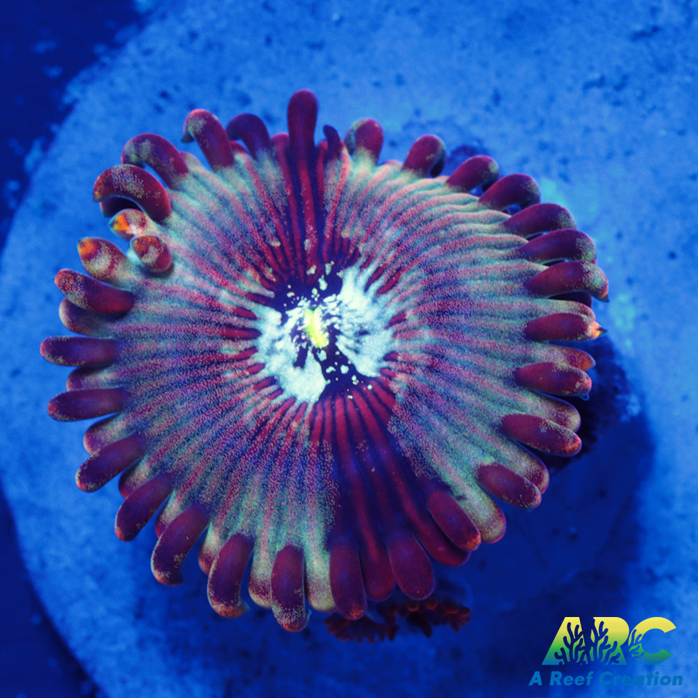 ARC Magical Magician Paly