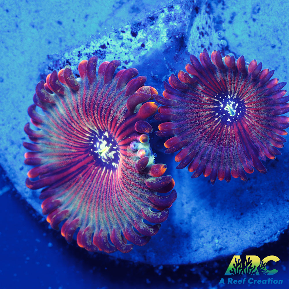 ARC Magical Magician Paly