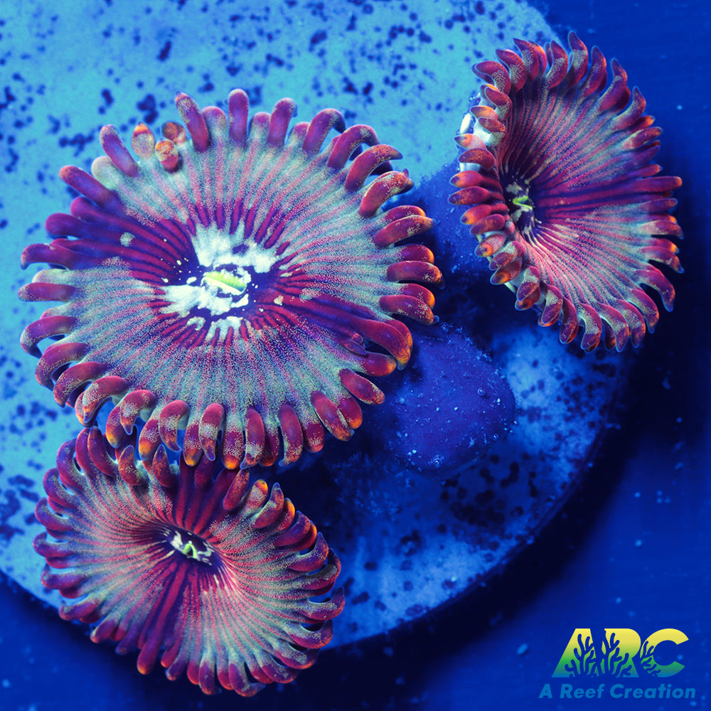 ARC Magical Magician Paly