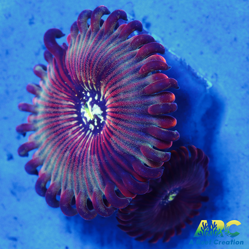 ARC Magical Magician Paly