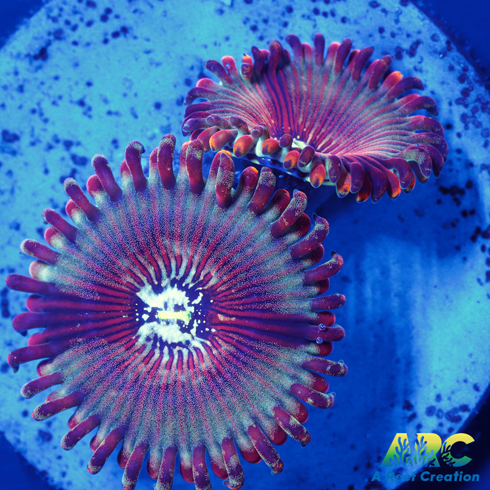 ARC Magical Magician Paly