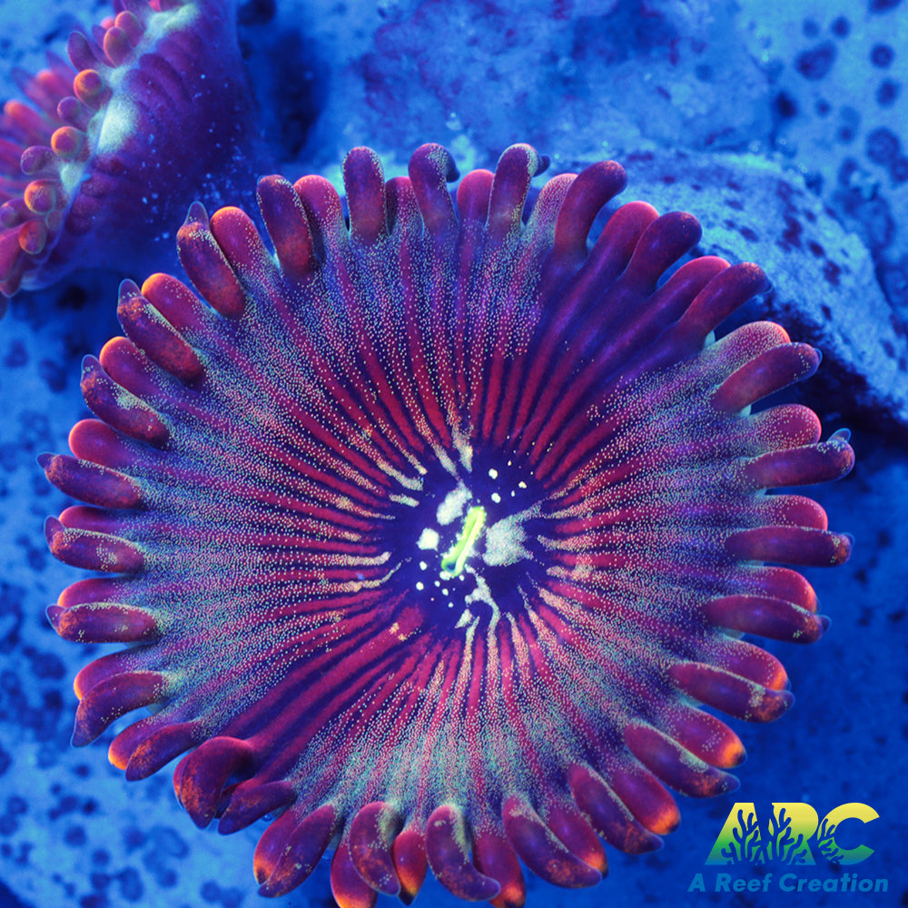 ARC Magical Magician Paly