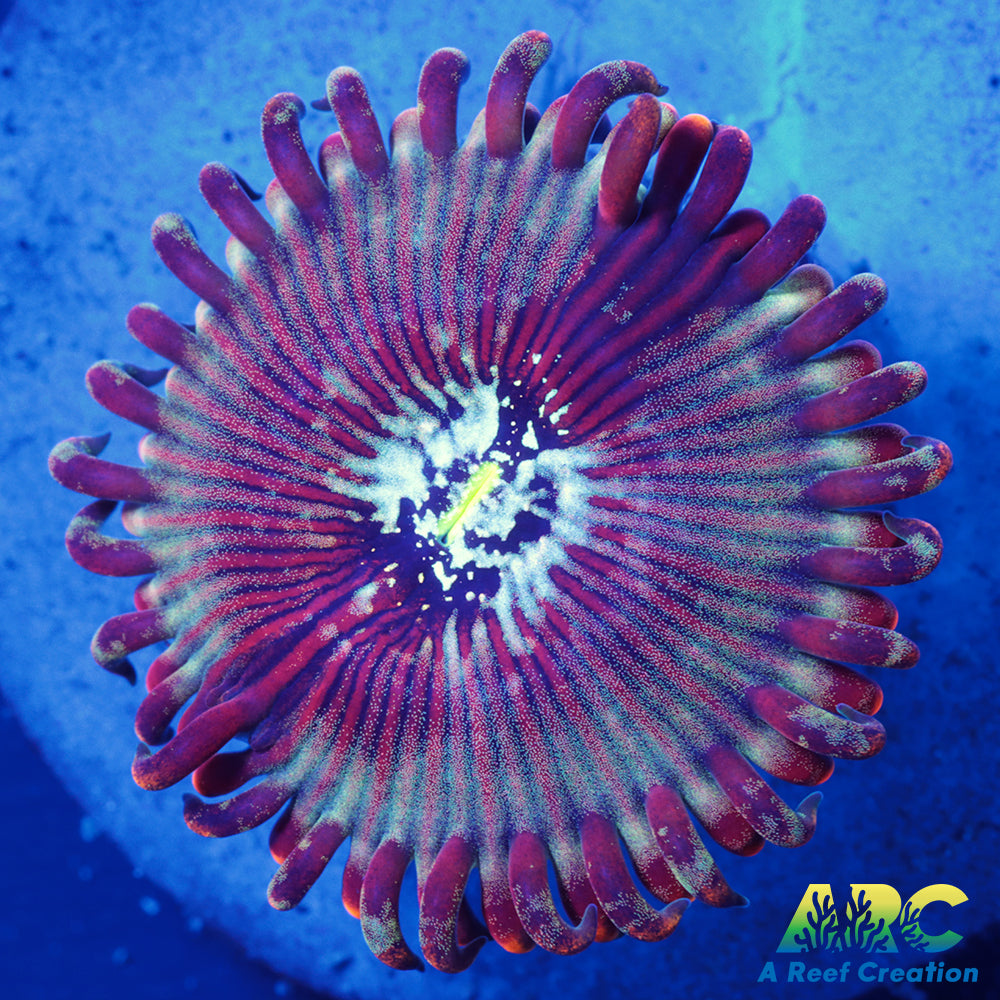 ARC Magical Magician Paly