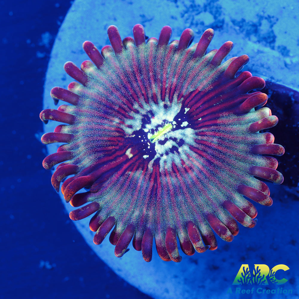 ARC Magical Magician Paly