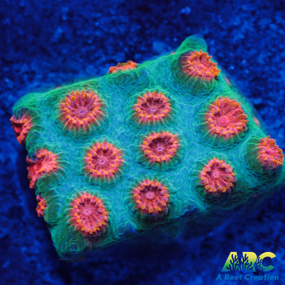 ARC Space Invader Cyphastrea