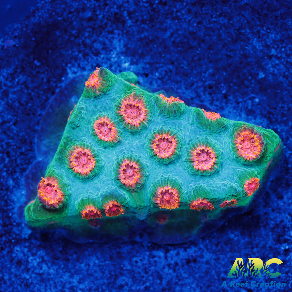 ARC Space Invader Cyphastrea