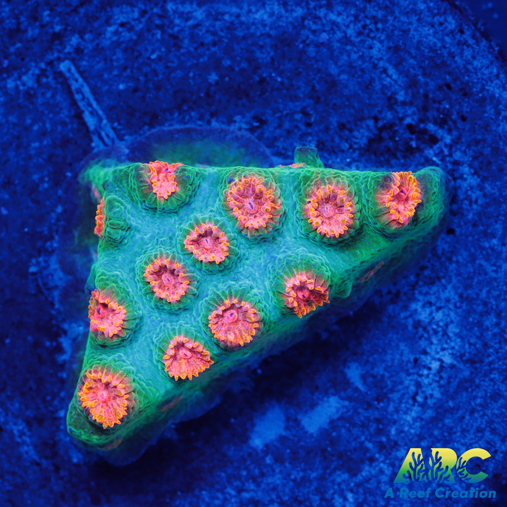 ARC Space Invader Cyphastrea