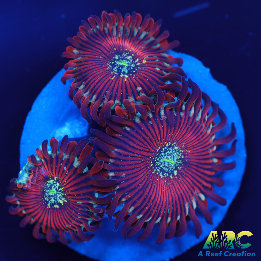 Magician Zoas