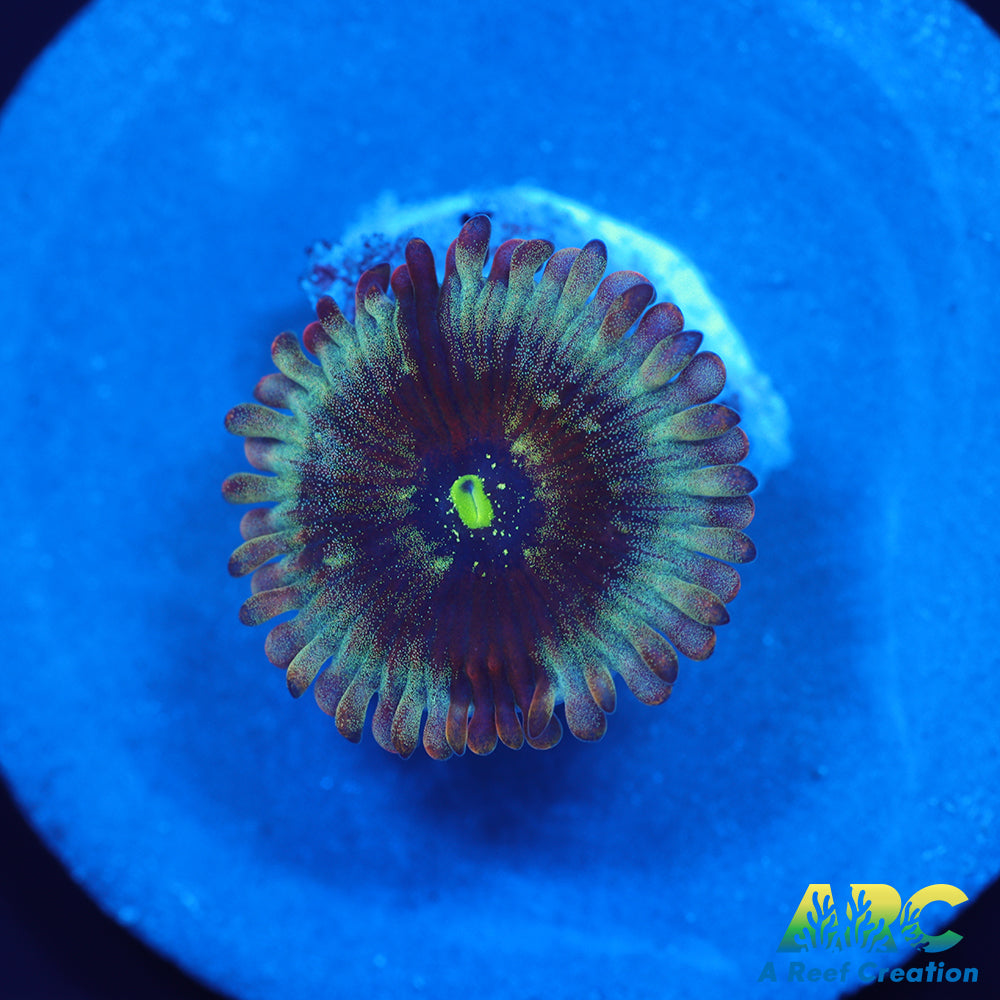 ARC Magical Magician