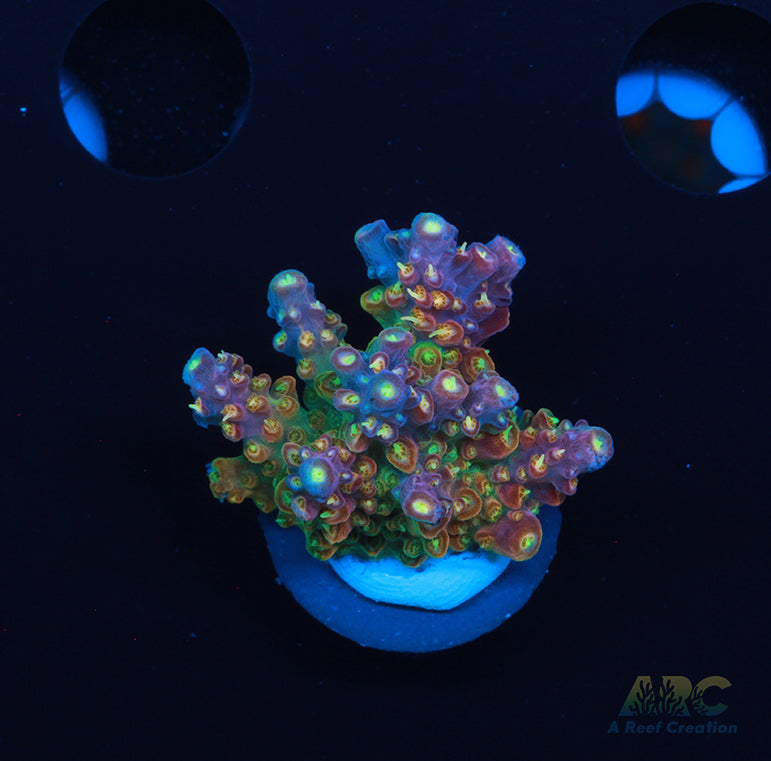 ARC Master Yoda Acro