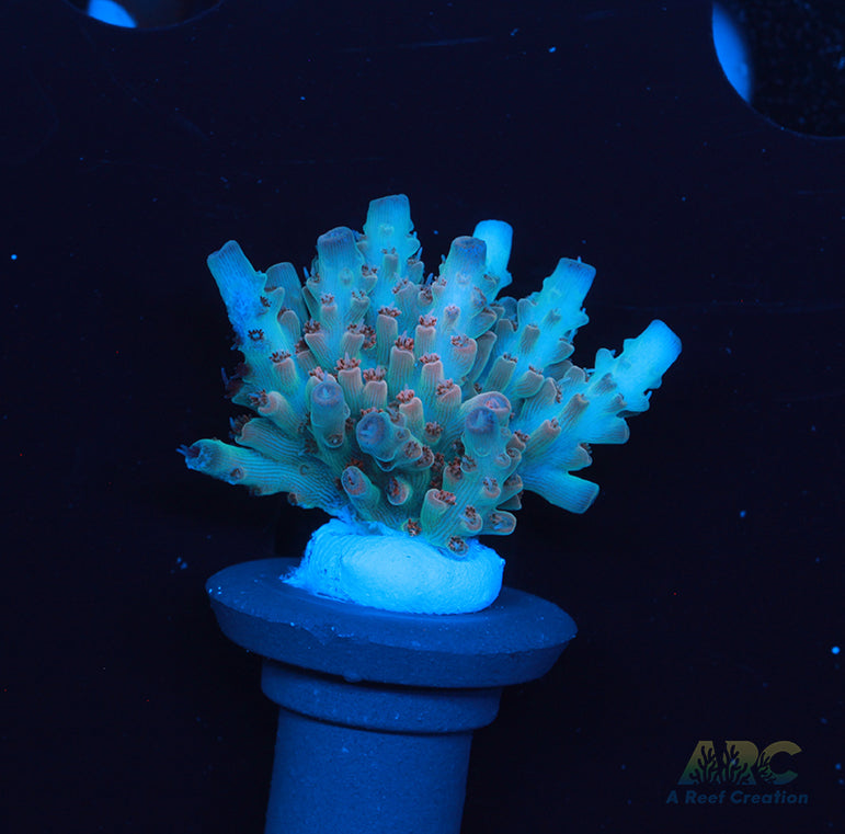 ARC Aquaman Table Acro