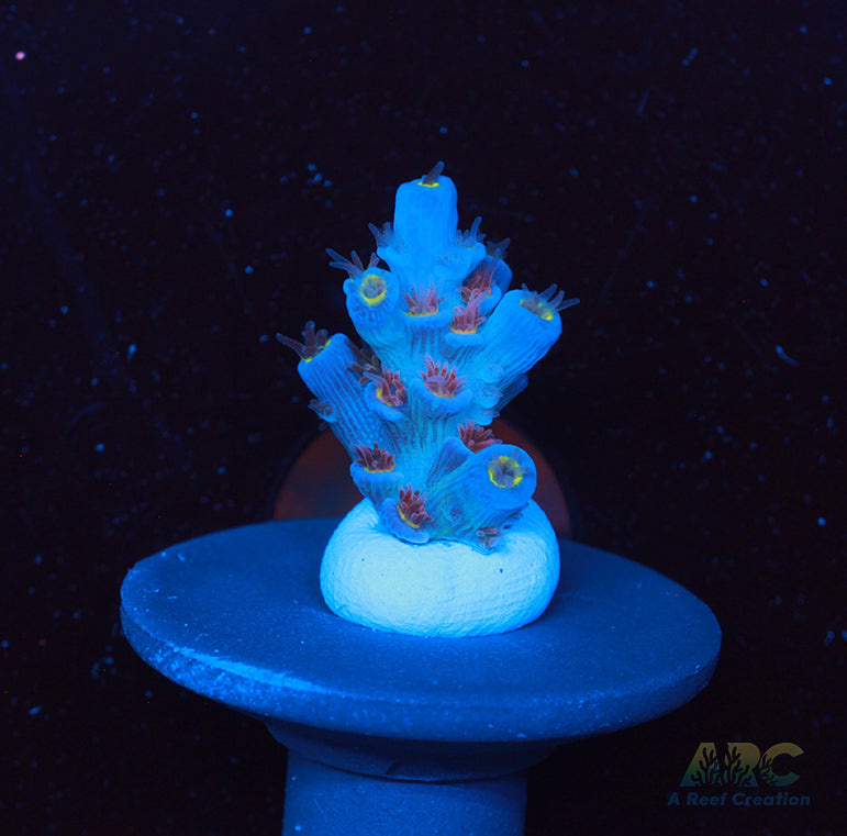 RR Angry Birds Tenuis Acro