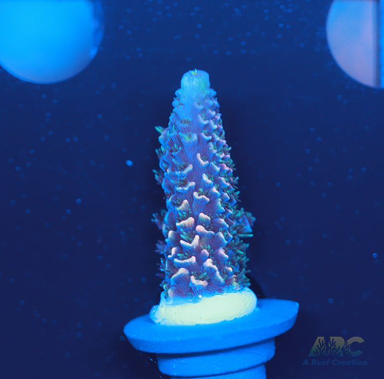 ARC Rainbow Spath Acro