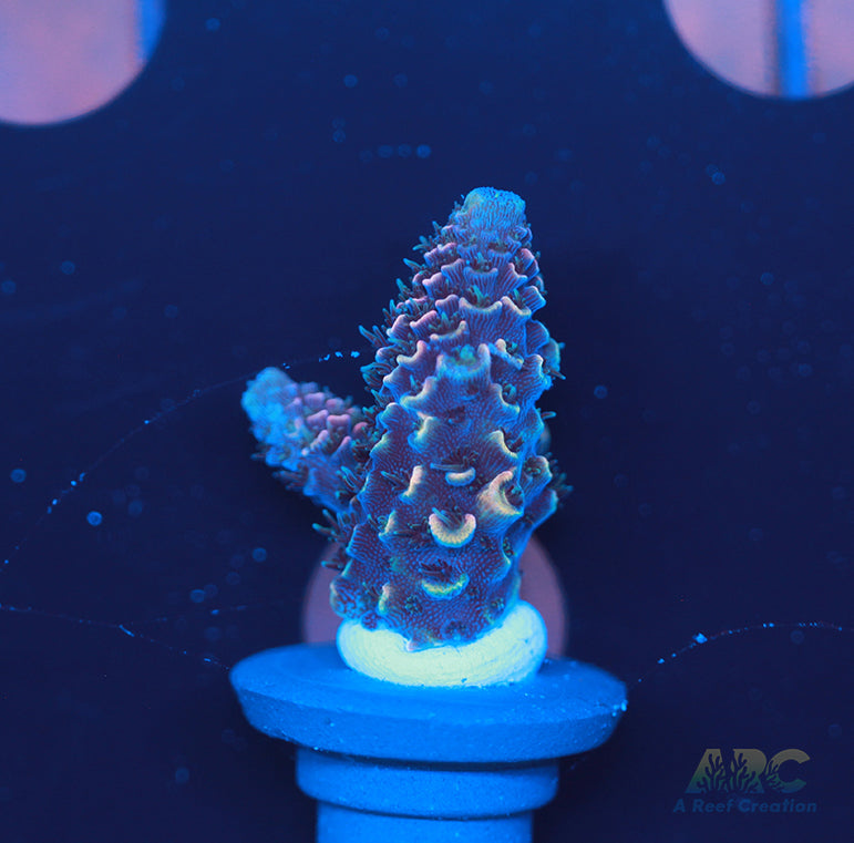 ARC Rainbow Spath Acro