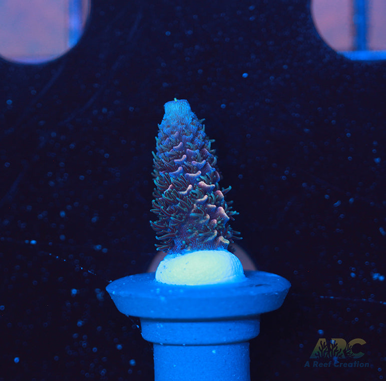 ARC Rainbow Spath Acro