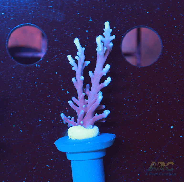 ARC Purple Dragon Acro