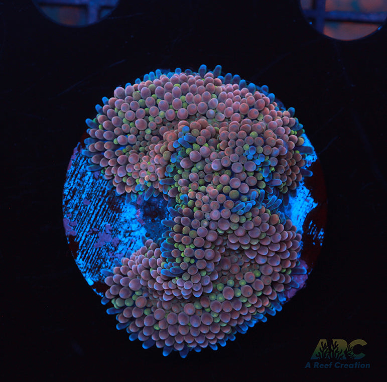 Amazing Ricordea Mushroom