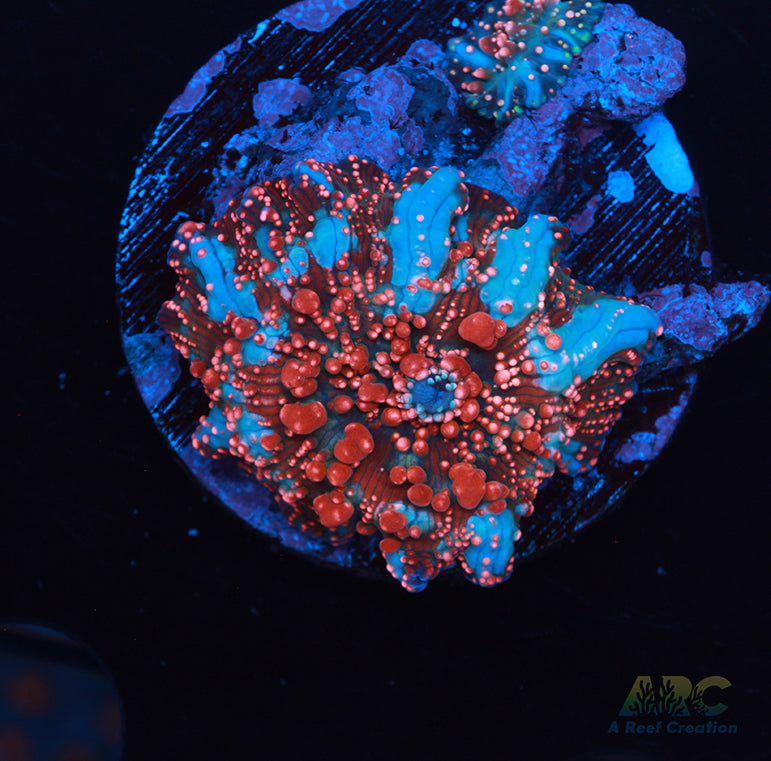 Dragon Lady Bounce Mushroom