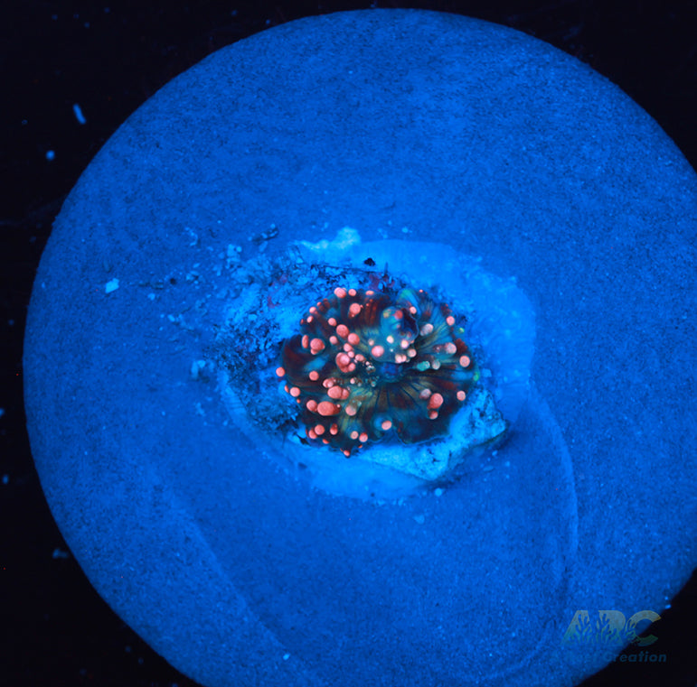 Dragon Lady Bounce Mushroom