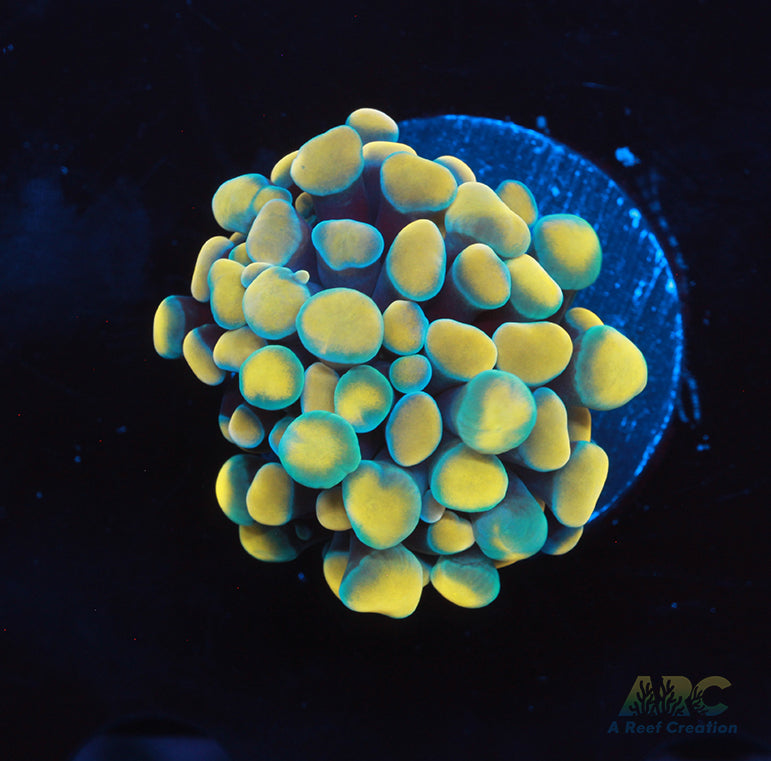 ARC Gold and Green Hybrid Hammer