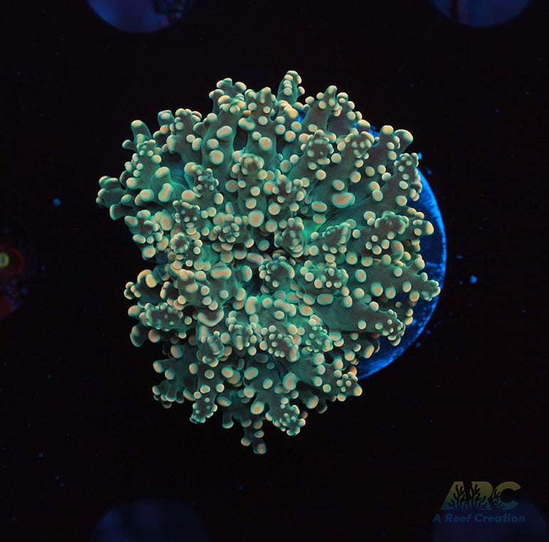 ARC Ultra Branching Frogspawn