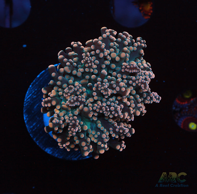 ARC Peach Branching Frogspawn